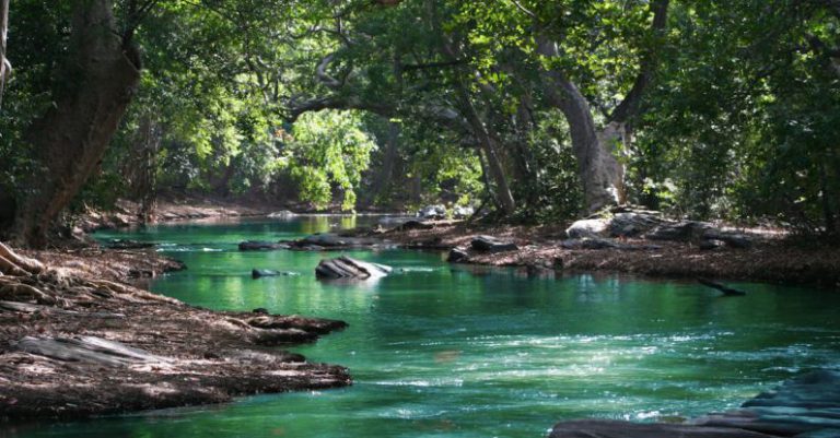 Amazon River - Body of Water Between Green Leaf Trees