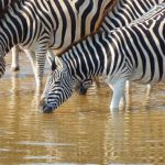 Serengeti - Herd of Zebra on Body of Water