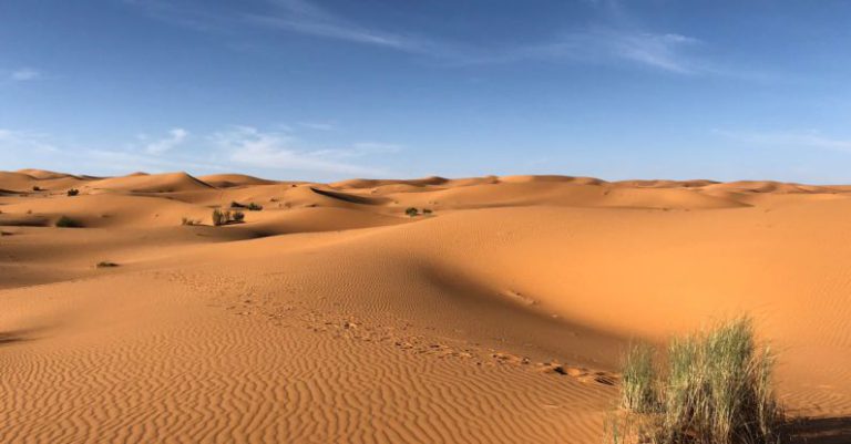 Sahara Desert - Green Grasses on Sahara Desert