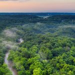 Amazon Rainforest - Green Forest