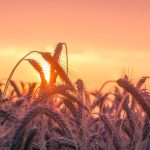 Harvest - Grass Field during Golden Hour