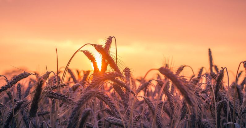 Harvest - Grass Field during Golden Hour