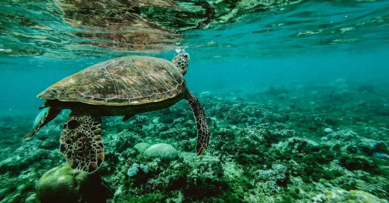 Great Barrier Reef - Photo of a Turtle Swimming Underwater