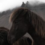 Iceland - Icelandic bay horses grazing near mountains