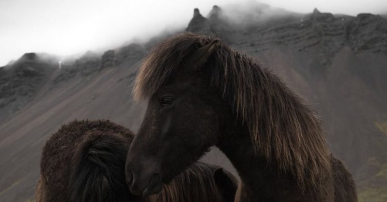 Iceland - Icelandic bay horses grazing near mountains