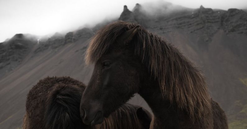 Iceland - Icelandic bay horses grazing near mountains