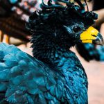 Dodo Bird - Yellow Beaked Bird