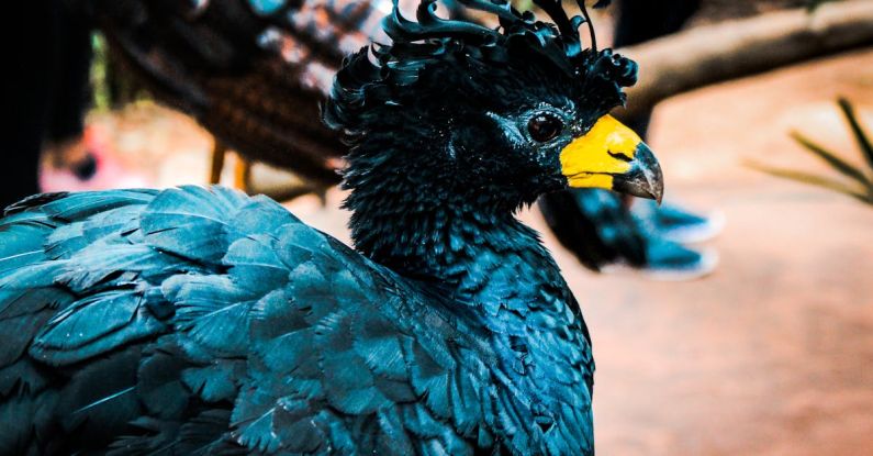 Dodo Bird - Yellow Beaked Bird