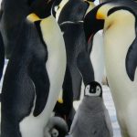 Emperor Penguins - Penguins Standing on the Snow during Daytime