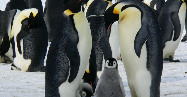 Emperor Penguins - Penguins Standing on the Snow during Daytime