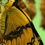 Monarch Butterflies - Yellow and Black Butterfly