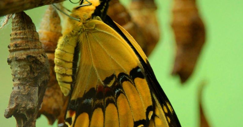 Monarch Butterflies - Yellow and Black Butterfly