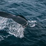 Blue Whale - Photography of Whale Tail On Water Surface