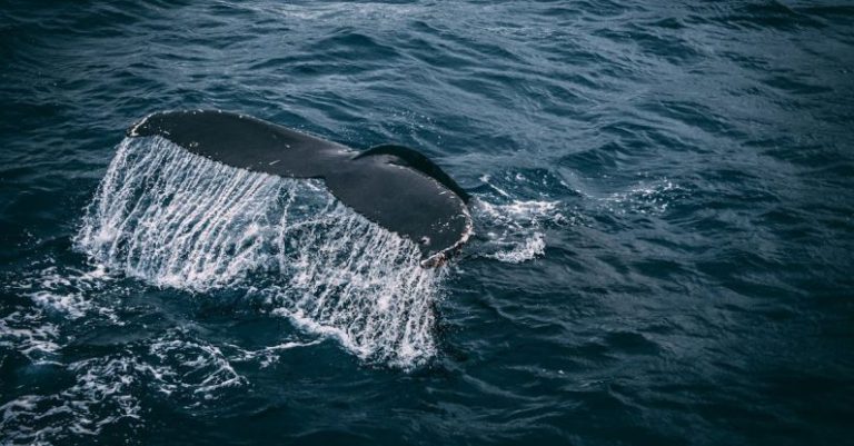 Blue Whale - Photography of Whale Tail On Water Surface