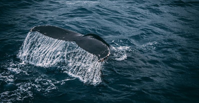 Blue Whale - Photography of Whale Tail On Water Surface