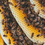 Honeybees - Yellow and Black Bees on Brown and Black Textile