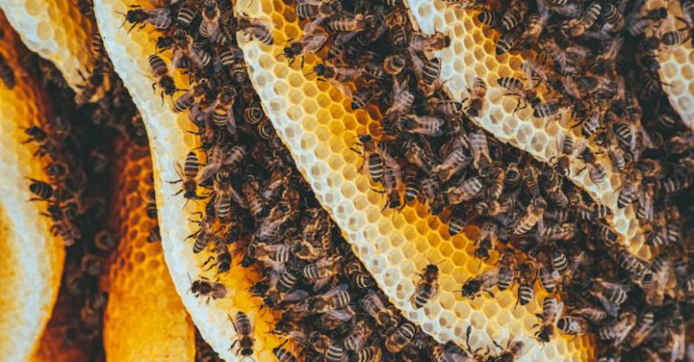 Honeybees - Yellow and Black Bees on Brown and Black Textile
