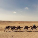 Desert Animals - Bedouin Leading Camels Across Desert