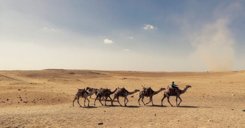 Desert Animals - Bedouin Leading Camels Across Desert