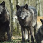Wolves - Black Wolf on Green Grass