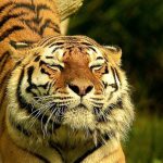 Endangered Languages - Tiger in Shallow Photo