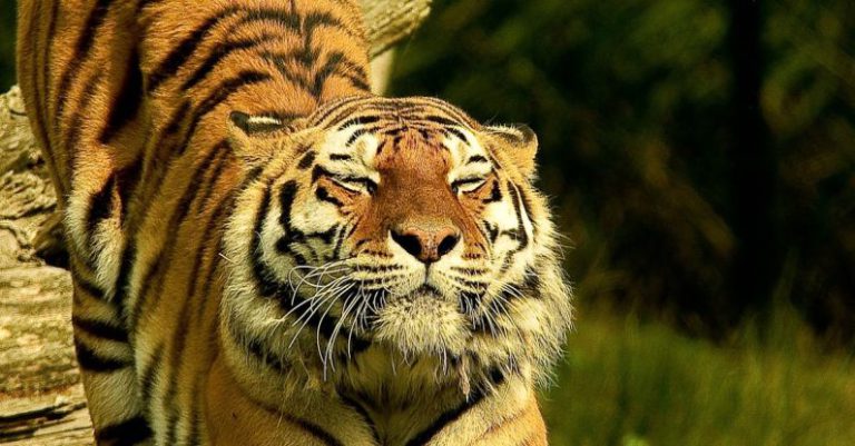 Endangered Languages - Tiger in Shallow Photo