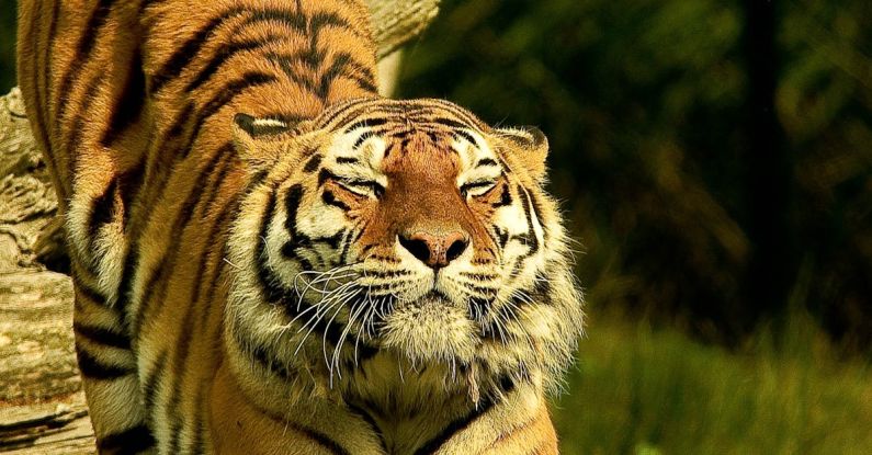 Endangered Languages - Tiger in Shallow Photo
