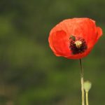 World War I - Je na suis pas seul