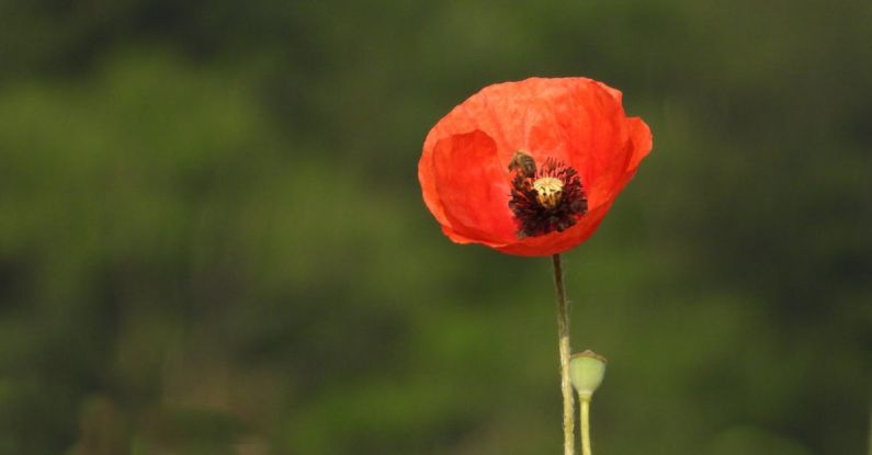 World War I - Je na suis pas seul